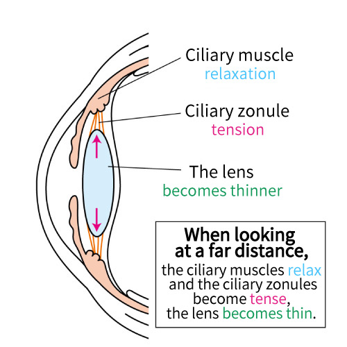老視についての画像