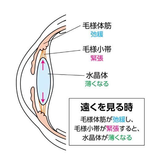 老視についての画像