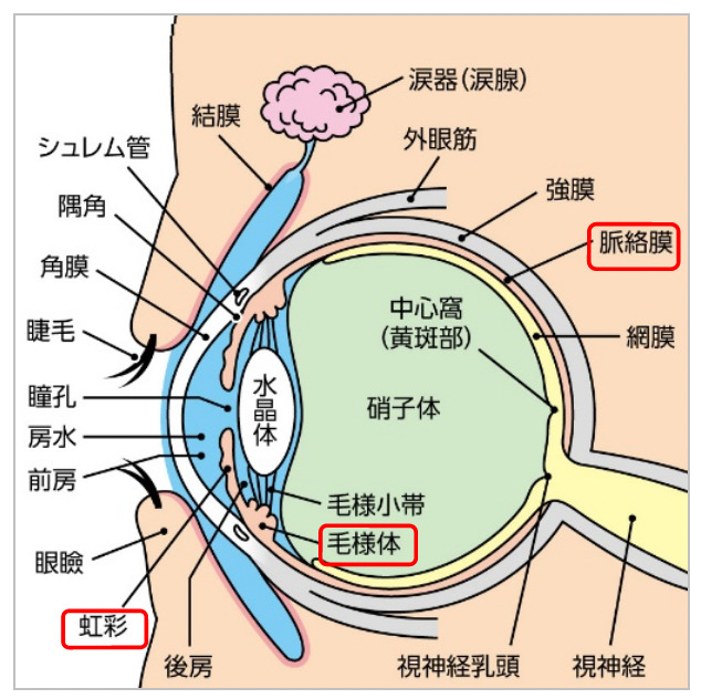 ぶどう膜炎についての画像