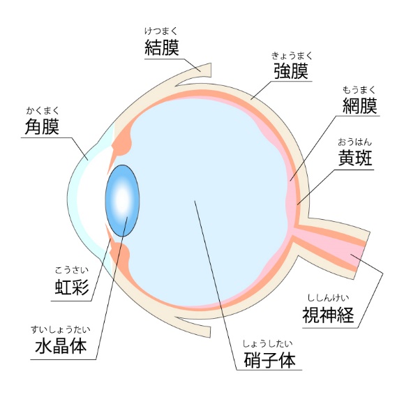 黄斑円孔についての画像