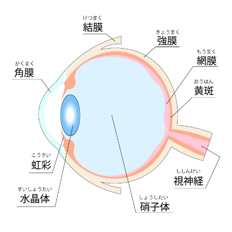 【目にまつわる話】『角膜』についての画像