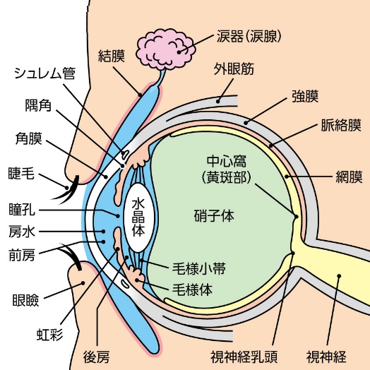 【目にまつわる話】『硝子体』についての画像